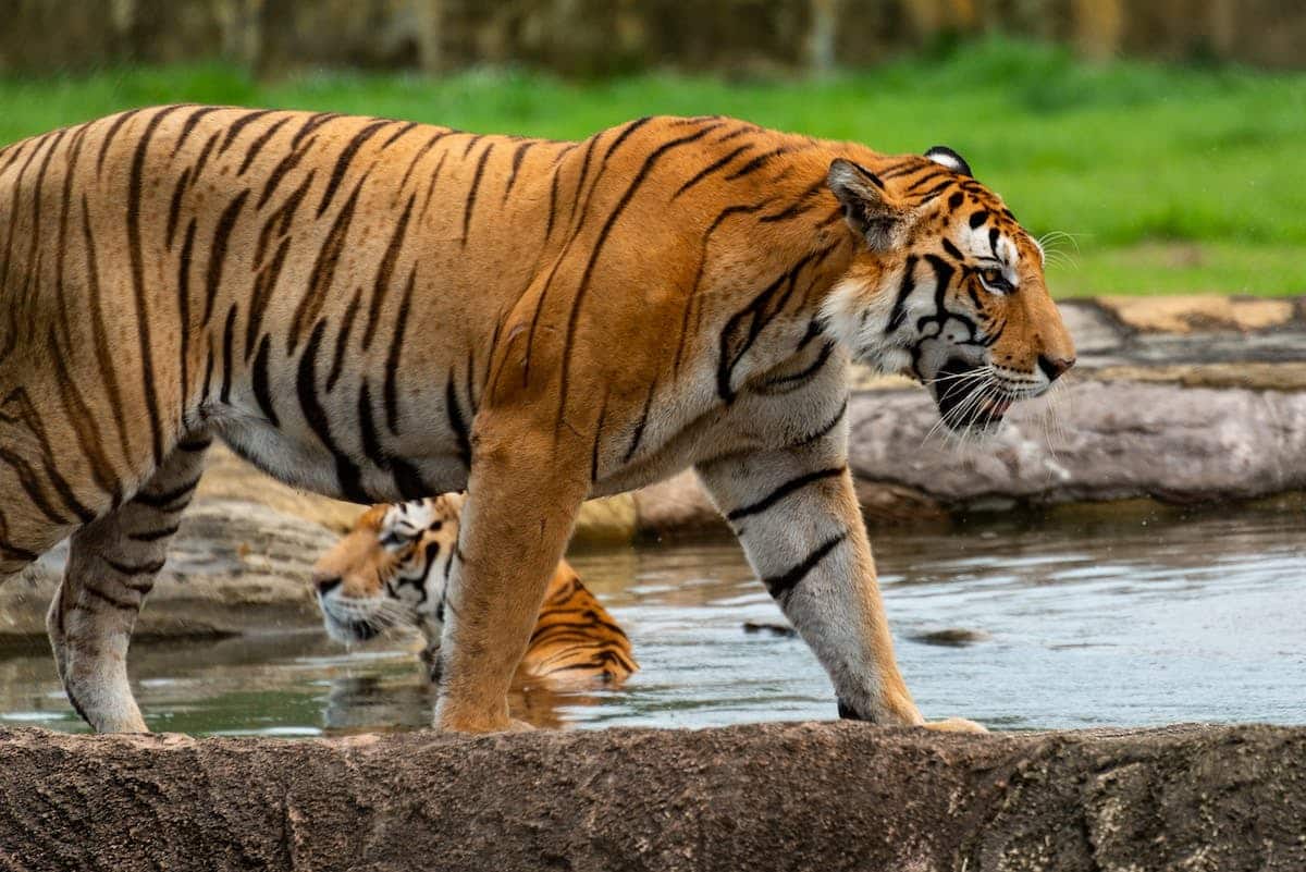 Les meilleures destinations pour observer et photographier la faune sauvage