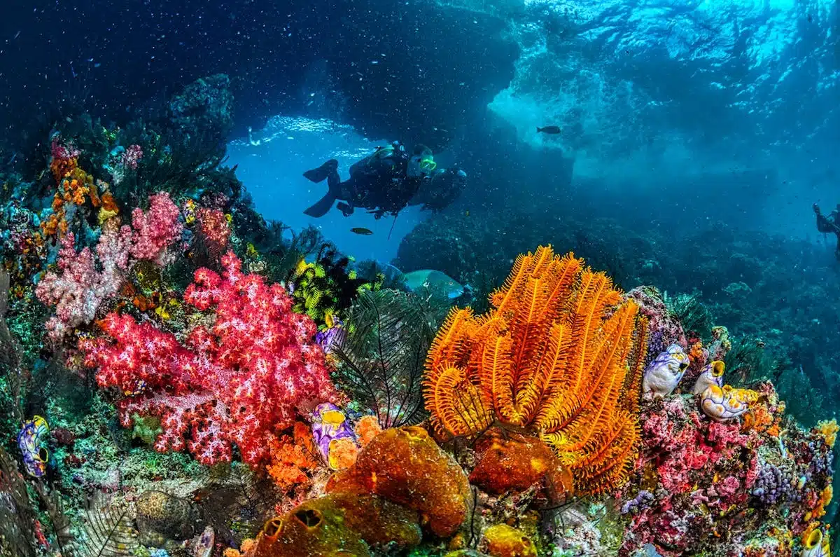 La vie sous-marine fascinante : Top des destinations pour observer les récifs coralliens