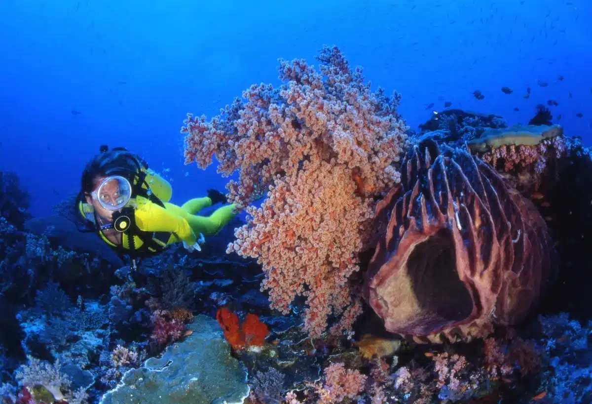 corail plongée