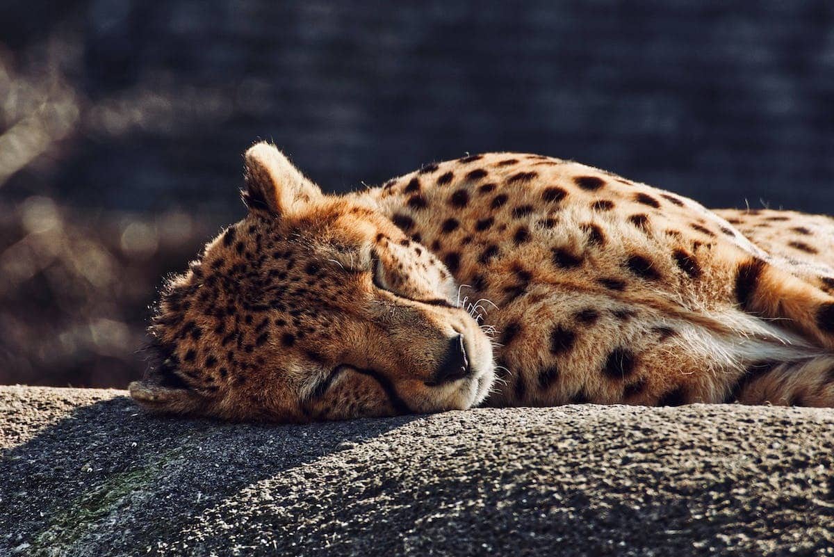 Les destinations idéales pour admirer la faune sauvage dans son habitat naturel