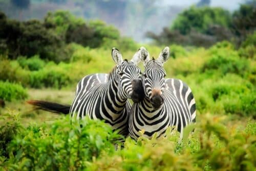 Découvrez l’incroyable fascinante du safari pour observer la faune sauvage dans son habitat naturel