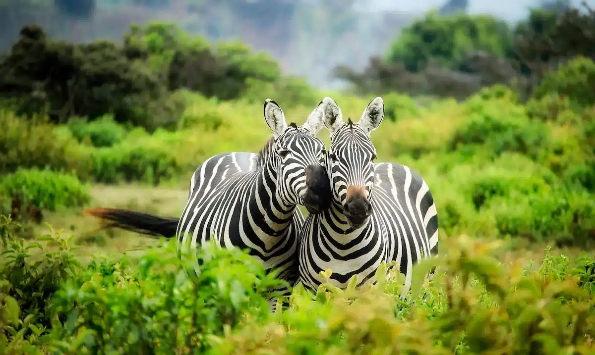Découvrez l’incroyable fascinante du safari pour observer la faune sauvage dans son habitat naturel