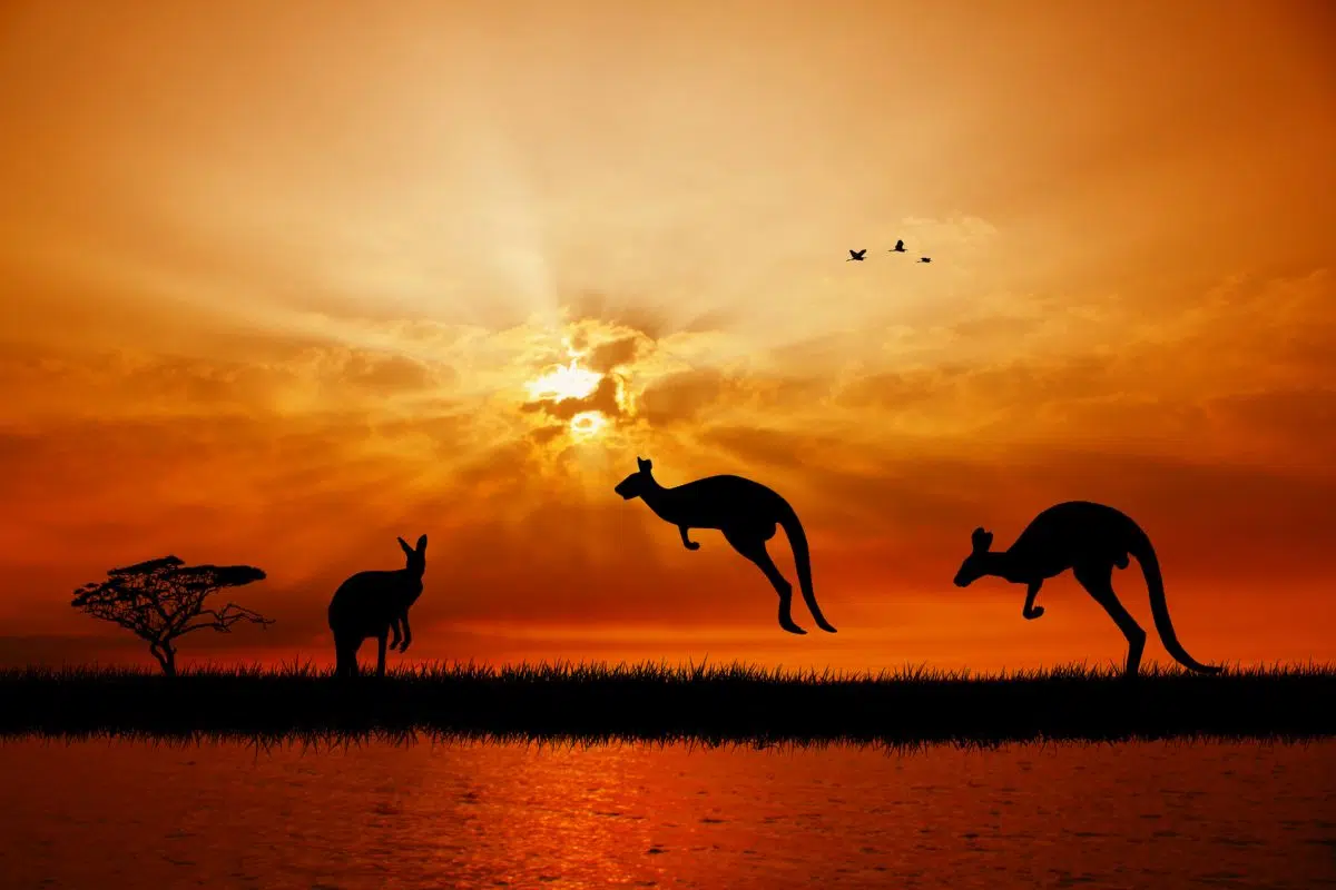 Des kangourous au coucher du soleil en Australie