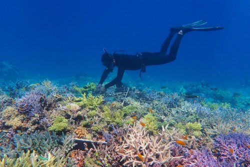 Comment se reproduisent les coraux ?