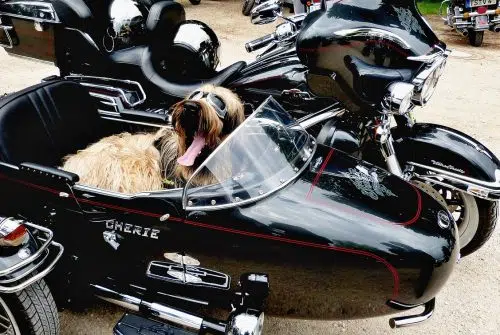 Road trip en moto aux USA avec un chien : est-ce possible ?
