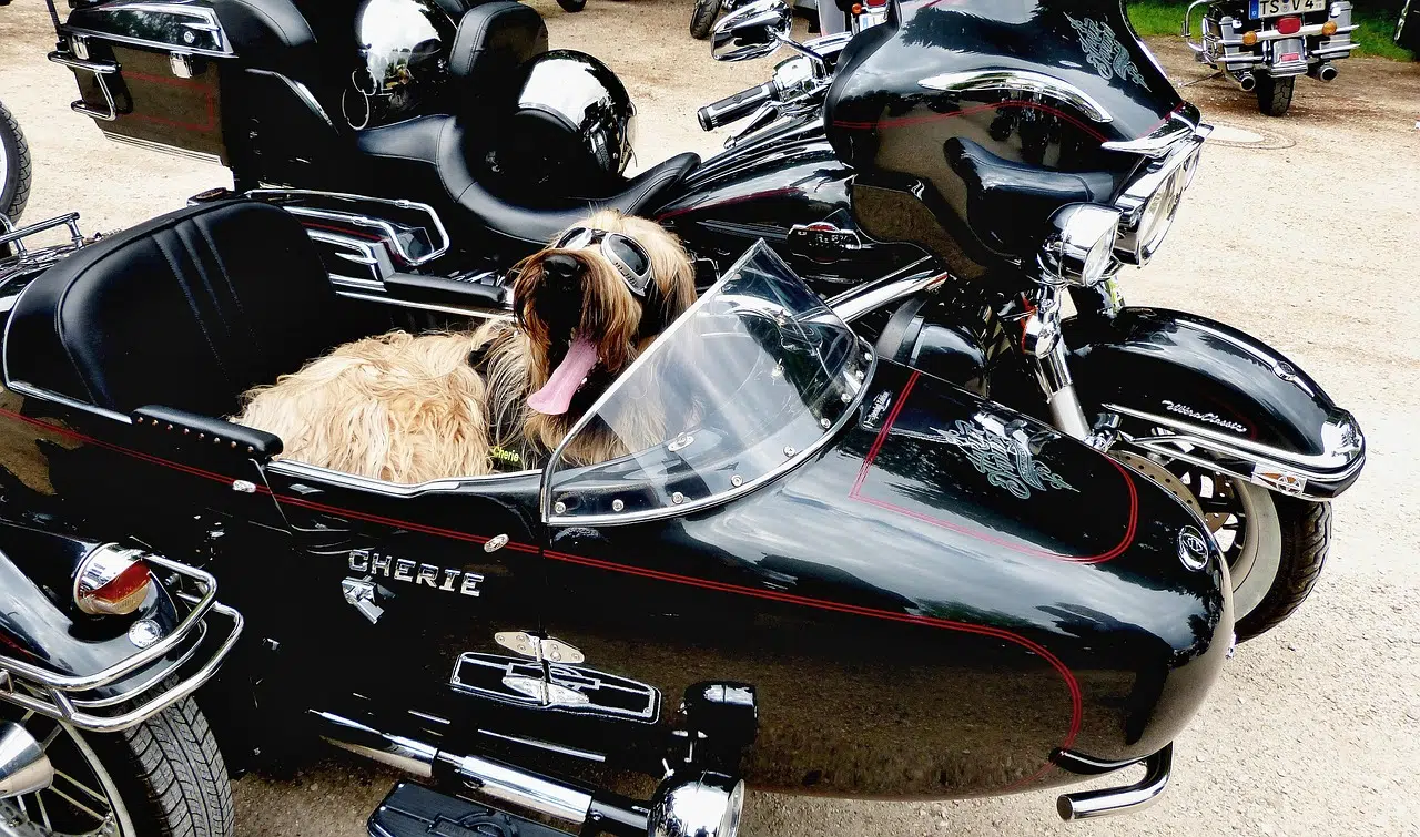 Road trip en moto aux USA avec un chien : est-ce possible ?