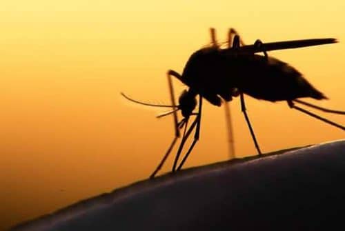 Comment se propage concrètement le paludisme ?