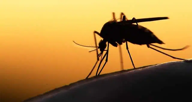 Comment se propage concrètement le paludisme ?