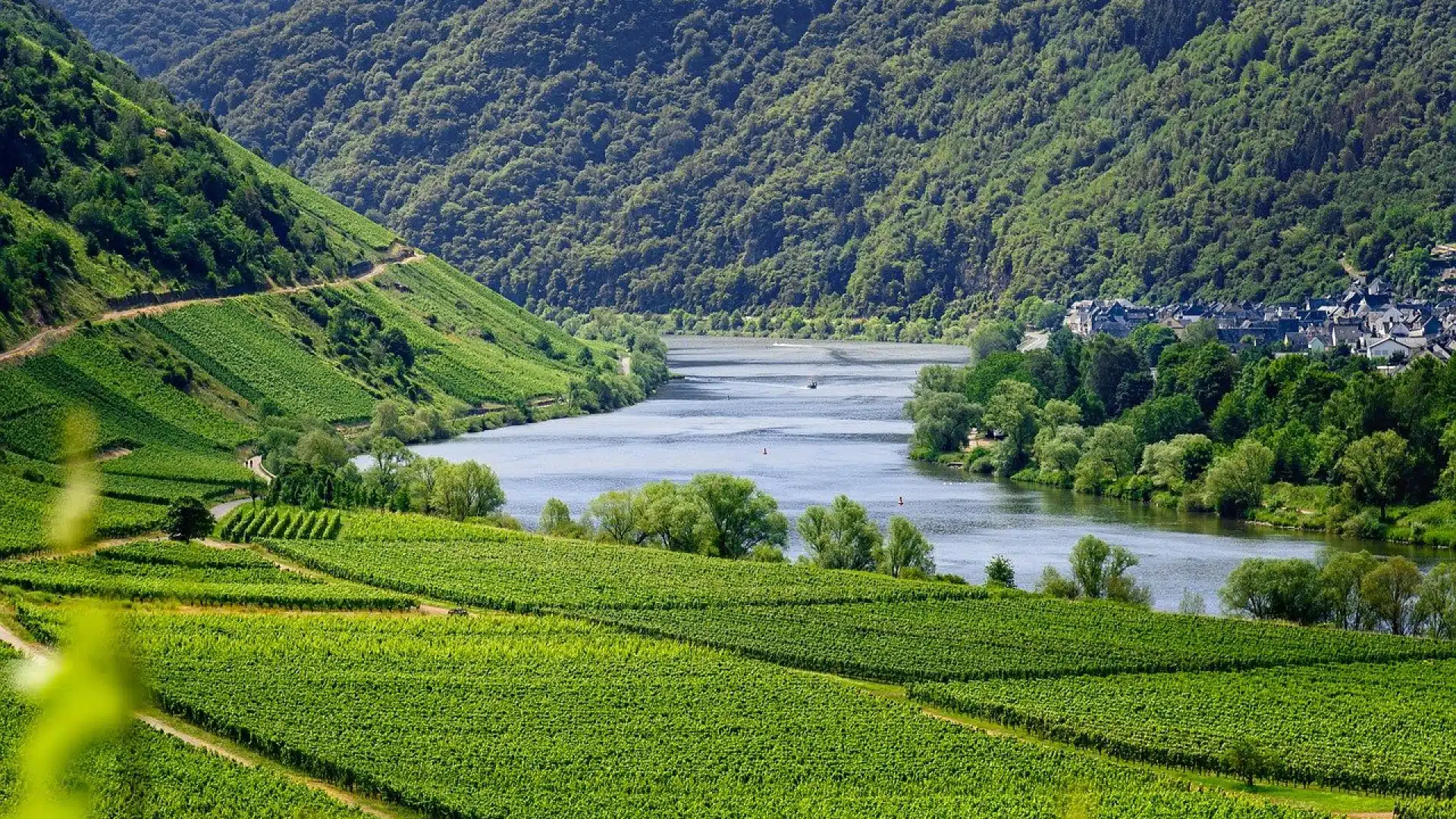 Quel vignoble louer pour un séminaire ou un événement d’entreprise ?