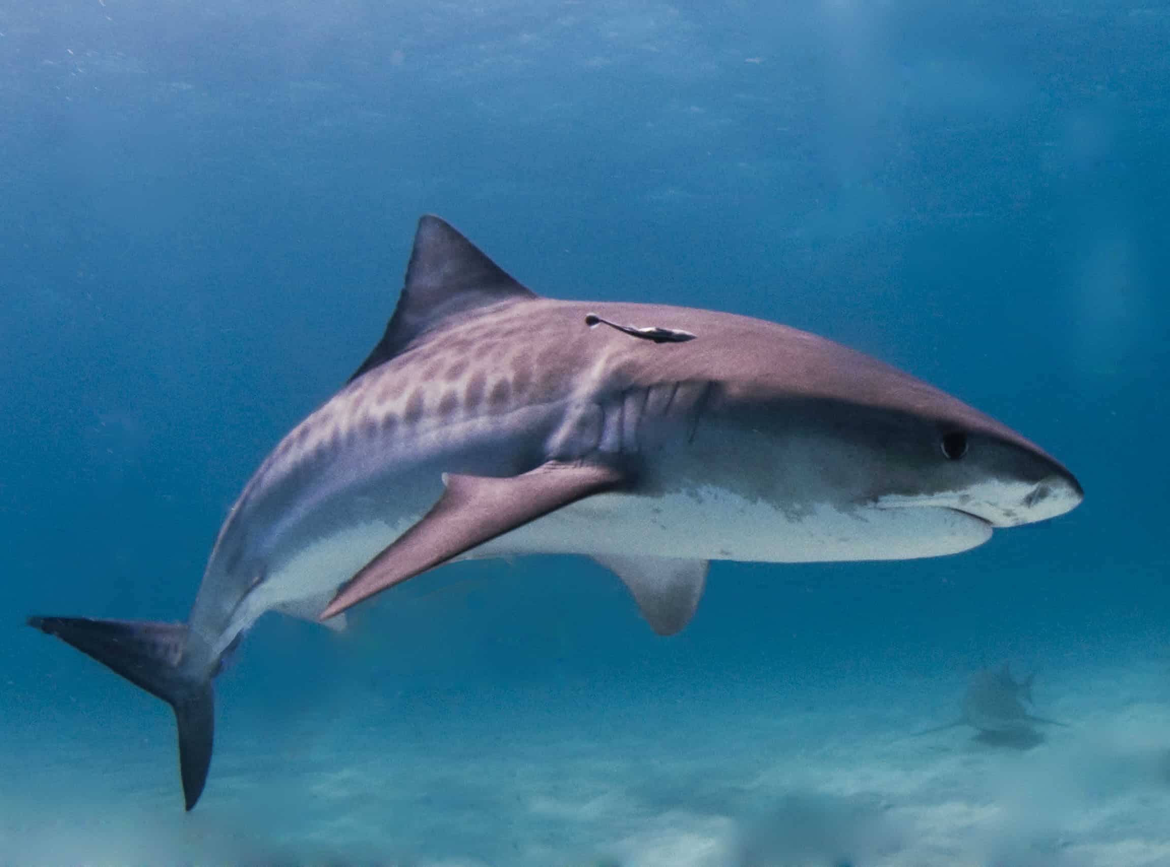 Est-ce que ça existe des requins ?