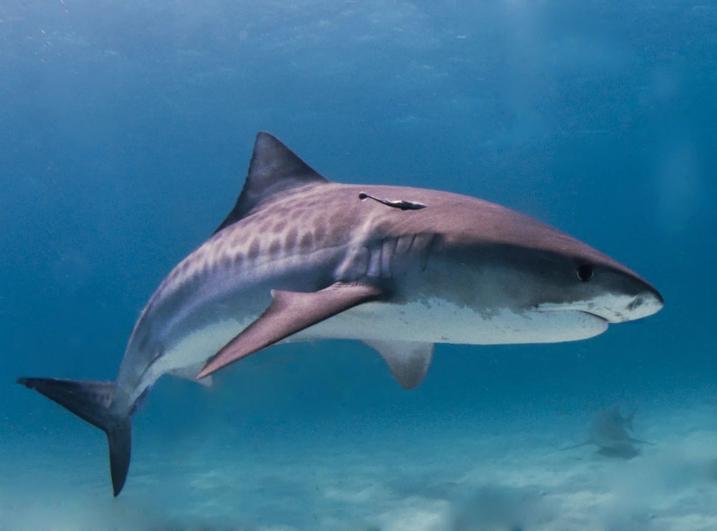 Est-ce que ça existe des requins ?