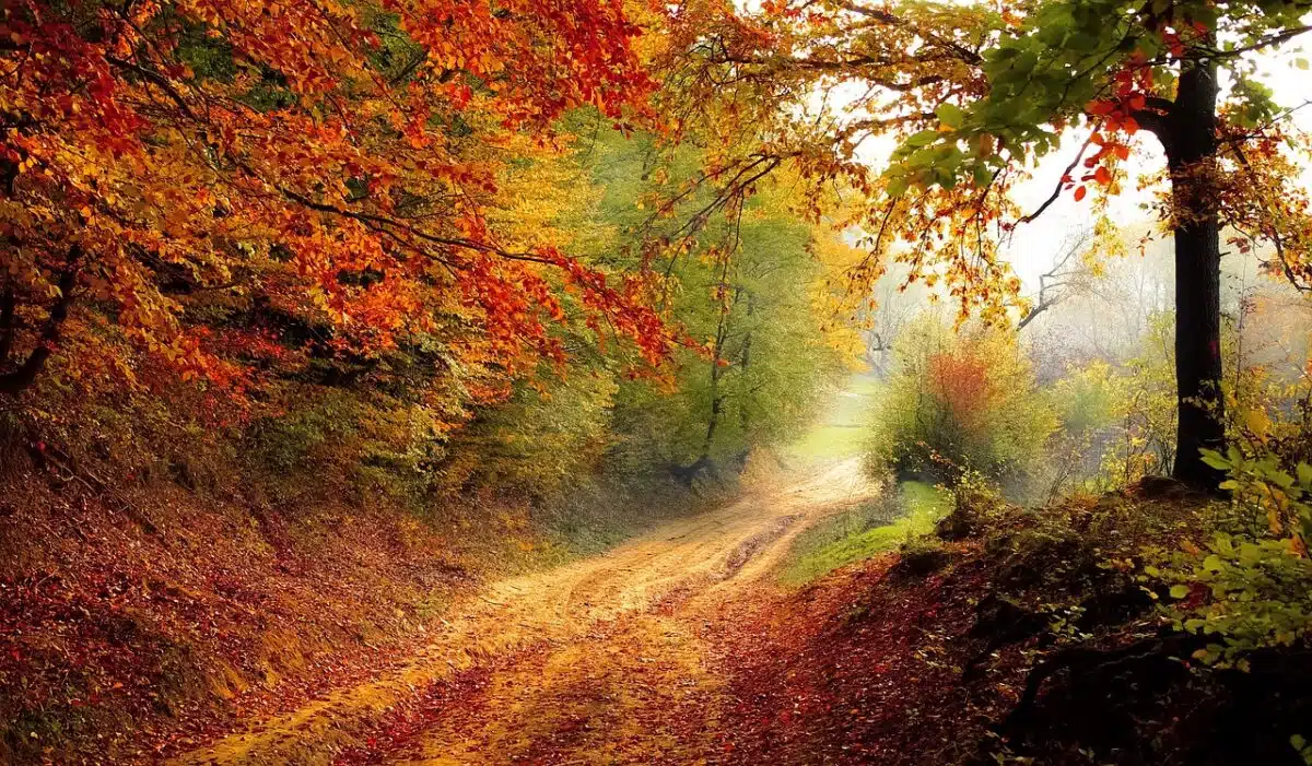 foret en automne