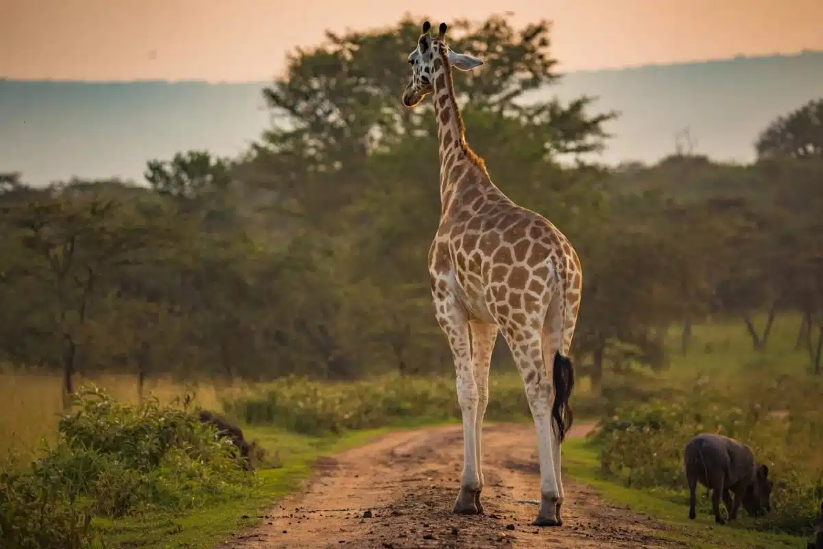 voyage en Ouganda